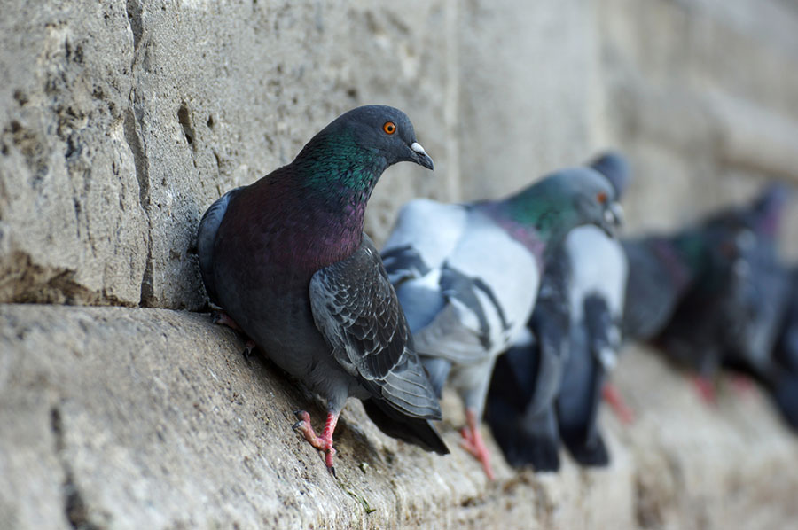 Dissuasori per piccioni e uccelli a Padova